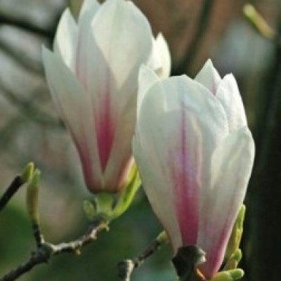 Magnolia cu floare de nufar 100-120 cm